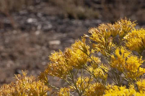 Yellow Shrubs Stock Photos