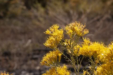 Yellow Shrubs Stock Photos