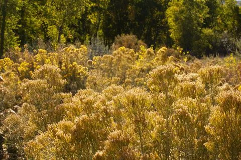 Yellow Shrubs Stock Photos