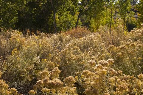 Yellow Shrubs Stock Photos