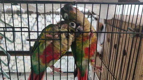 Yellow sided Conure happy with each other 001 Video stock 159788533