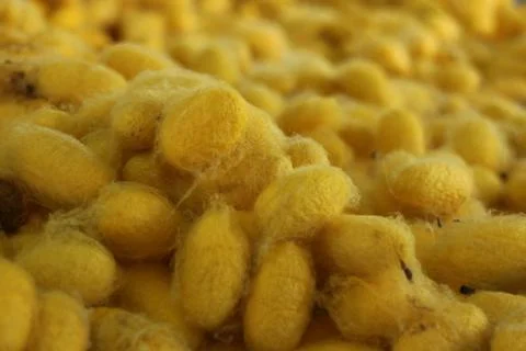 Yellow silk cocoon Stock Photos