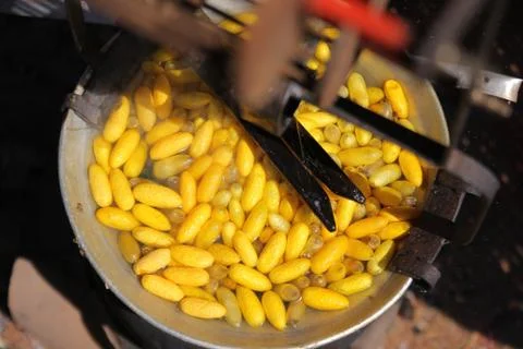 Yellow silkworm cocoons in pot, The process of making silk Stock Photos