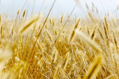 Yellow silvergrass Stock Photos