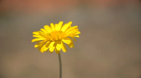 Yellow Single Daisy Blowing in the Wind Video stock 64815729
