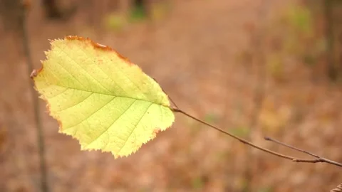 Yellow single leaf that has not fallen in the autumn season 스톡 동영상 142198298