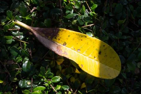 A yellow single leaf on the many small green leaf background Stock Photos