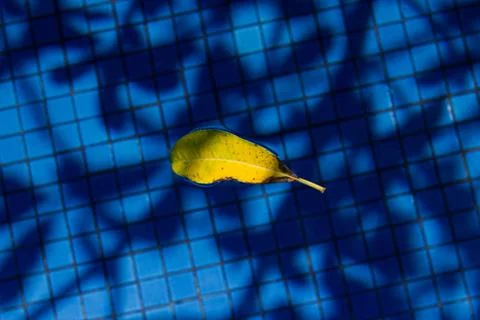 A yellow single leaf on the pool Stock Photos