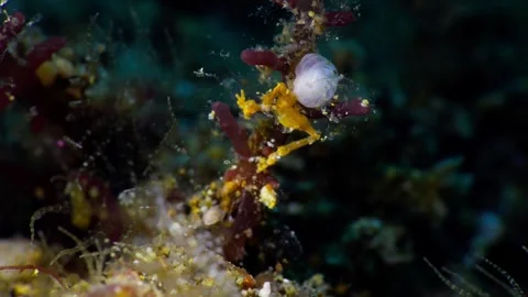 A Yellow Skeleton Shrimp (Caprellidae) flexing it's abdomen 60fps 2 of 14 스톡 동영상 338056091
