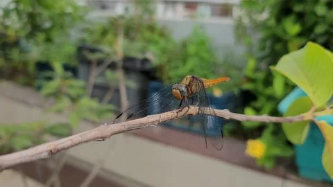 Yellow Skimmer Dragonfly Perched on Horizontal Tree Branch Outdoors Stockbeeldmateriaal 346354008