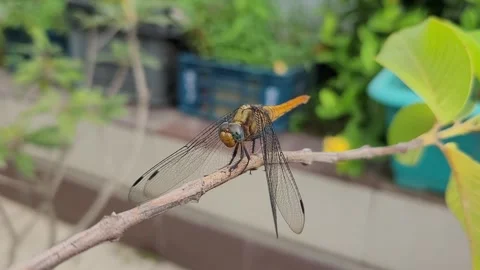 Yellow Skimmer Dragonfly Perched on Thin Branch Moving Head Stockbeeldmateriaal 346354006