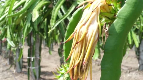 Yellow skinned dragon fruit growing on a farm in the Mekong Delta farming Vídeos de archivo 138812046