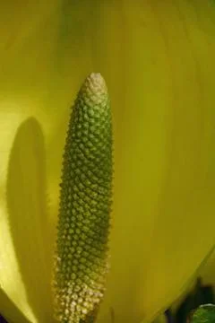 Yellow skunk cabbage flower Stock Photos