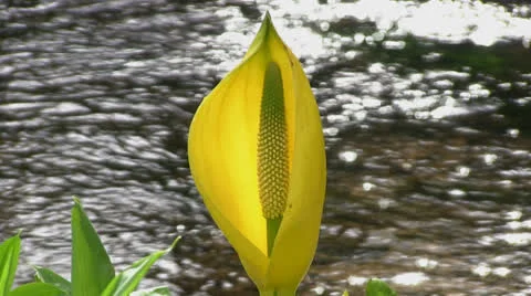 Yellow skunk cabbage Stock Footage 22622019