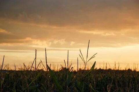 Yellow sky Foto stock