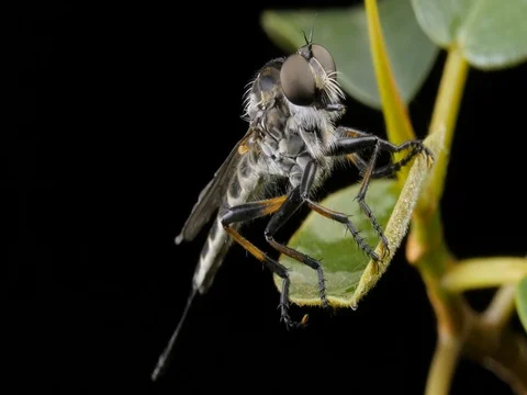 Yellow Slender Robber Fly Insect compound eye macro closeup Stock Footage 74437203