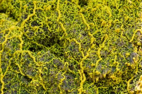 Yellow slime mold Stock Photos