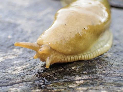 Yellow slug moving on a tree stump. Stock Photos