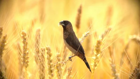 Yellow small bird with insects in its beak among wheat Stock Footage 129606922