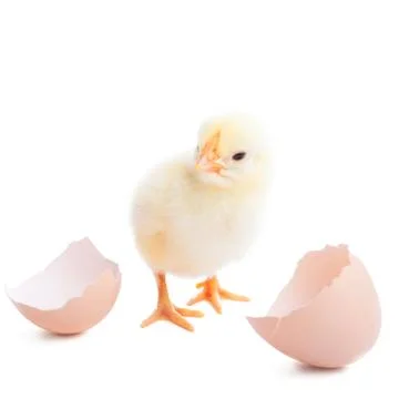 The yellow small chick with egg Stock Photos