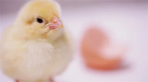 Yellow Small Chicken Stock Footage 44210272