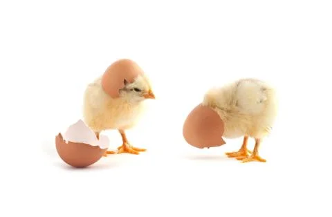 The yellow small chicks with egg Stock Photos