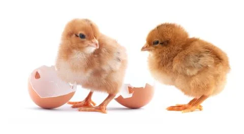 The yellow small chicks Stock Photos