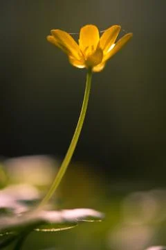 Yellow small flower Stock Photos