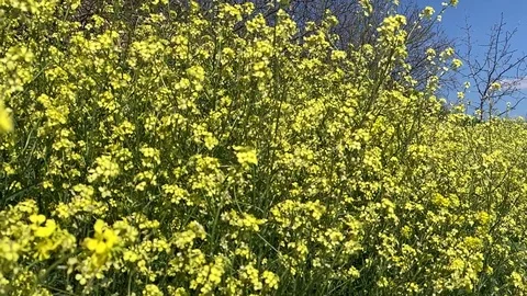 Yellow small flowers Stock Footage 119988673