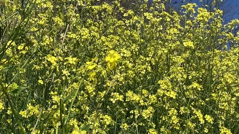 Yellow small flowers Stock Footage 119988704