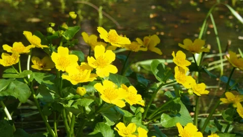 Yellow small flowers in  spring forest Vídeo Stock 278087936