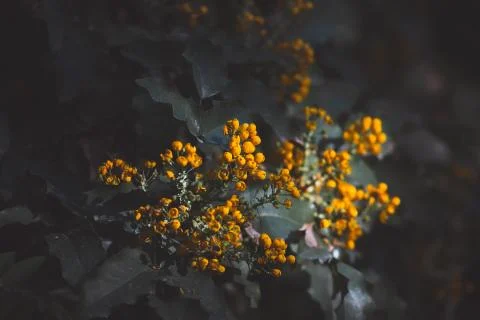 Yellow small flowers. Twigs of tiny yellow flowers among dark green leaves Stock Photos