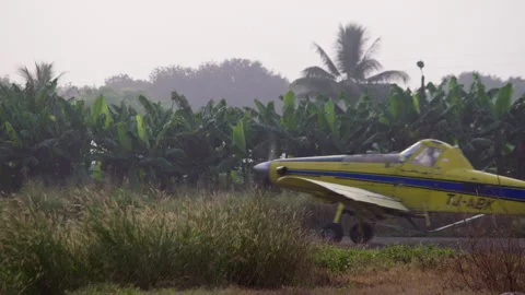 Yellow small light aircraft moving on a bad runway near palm trees Stock Footage 261975343