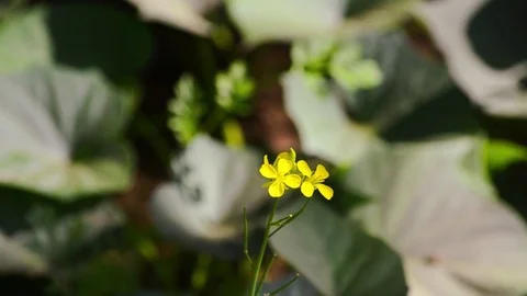 Yellow Small Two Flower In The Garden Stock-Footage 71530293