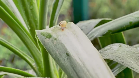A yellow snail crawls on a green leaf after rain. Close-up, day, summer. Stock Footage 130528487