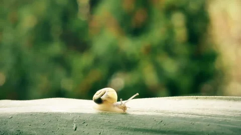A yellow snail crawls on a green leaf after rain. Close-up, day, summer. Stock Footage 130532273