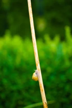 Yellow snail is creeping up Foto stock