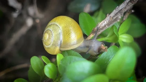 Yellow snail eats leaves 스톡 동영상 201021271