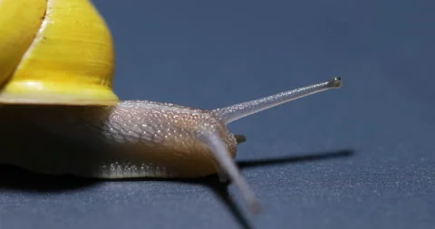 The Yellow Snail Macro Shot 库存影片 97986570