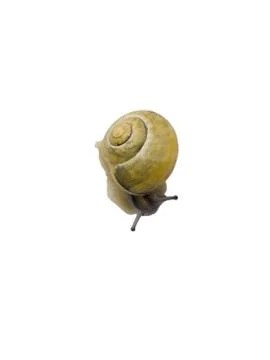 Yellow snail Foto stock