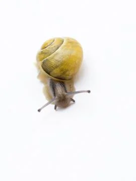 Yellow snail Foto stock