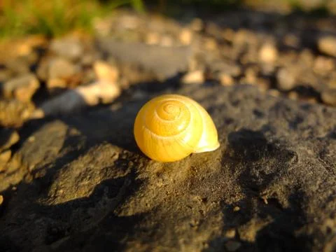 Yellow snail. Stock Photos