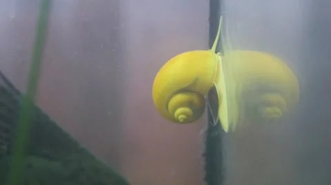 Yellow snail in slow motion Video stock 46102606