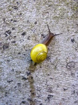 Yellow snail on wall Stock-Fotos