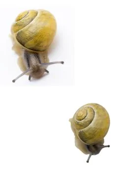 Yellow snails Stock-Fotos