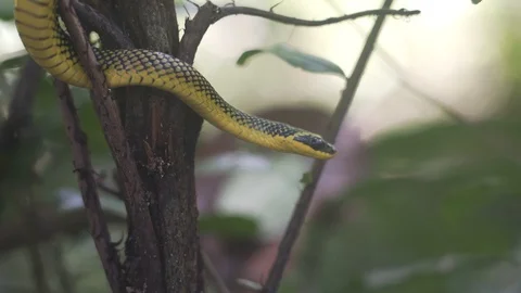 Yellow snake 2 Stock Footage 128574701