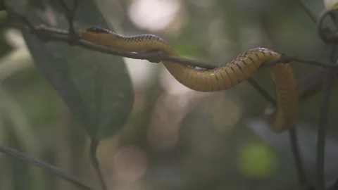 Yellow snake 3 스톡 동영상 128574702