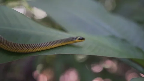 Yellow snake 8 Stock Footage 128574712