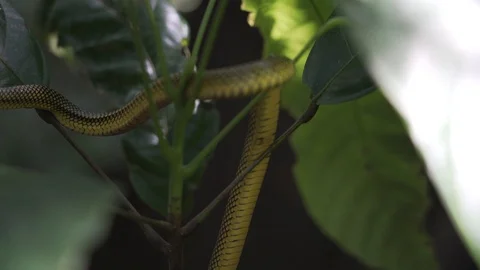 Yellow snake climbsdown 스톡 동영상 128574716