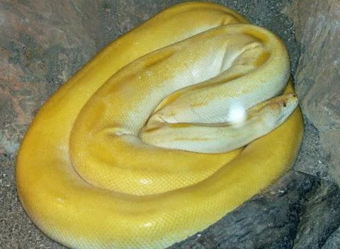 Yellow snake. Closeup view. Macro Stockfoto's